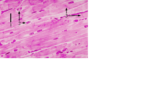 cardiacmuscle | Cardiac Health