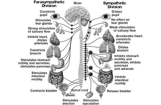Colourblind_Zebra - What is Postural Orthostatic Tachycardia Syndrome? PoTS  is a neurological condition in which the Autonomic Nervous System (ANS) is  dysfunctional The ANS controls all automatic bodily functions that we don't