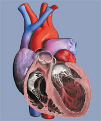 Heart Failure - Cardiac Health