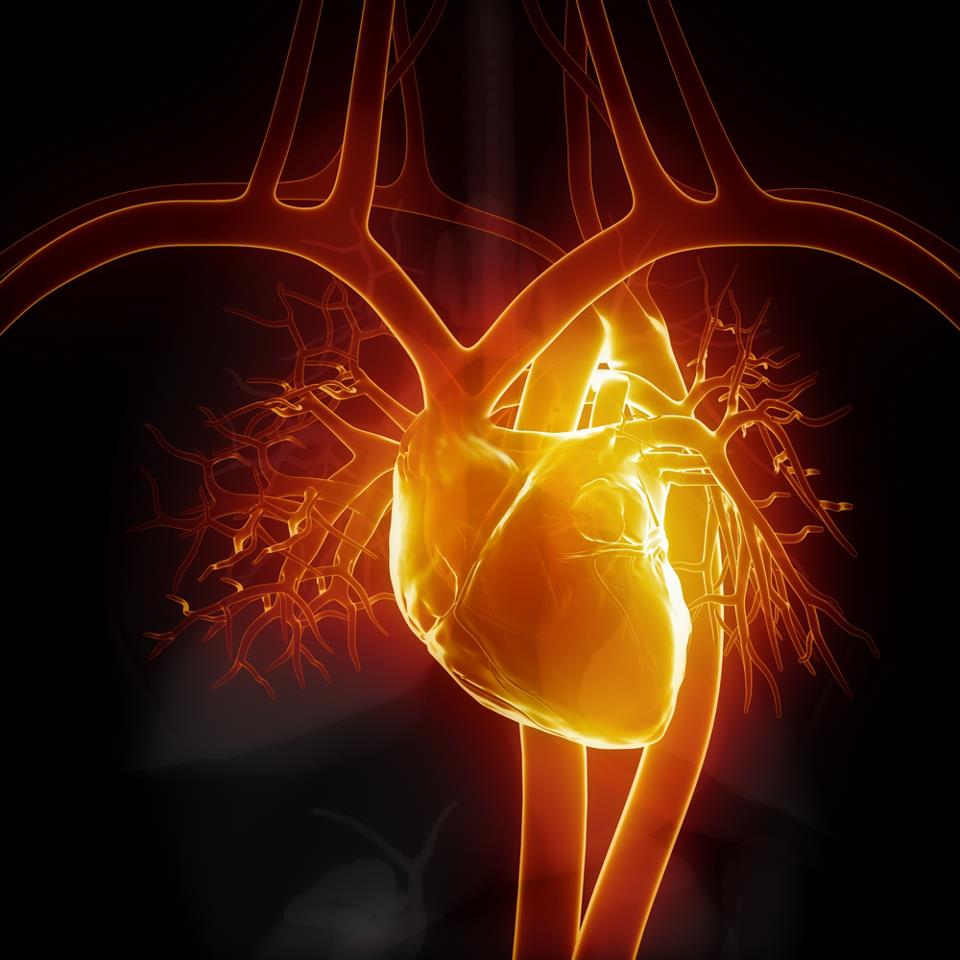 how-your-heart-works-cardiac-health