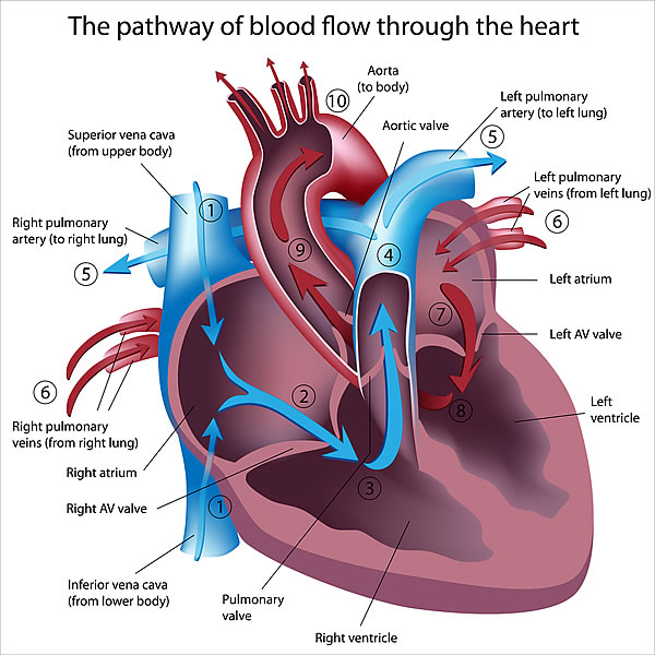 Heart Diagram 