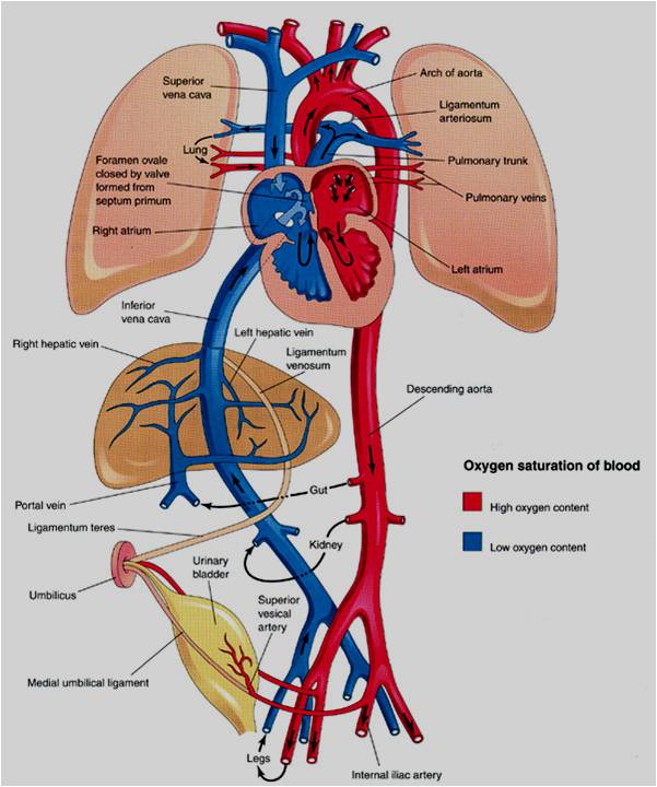 Introduction to Cardiac congenital defects - Cardiac Health